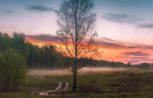 рассвет в лесу
