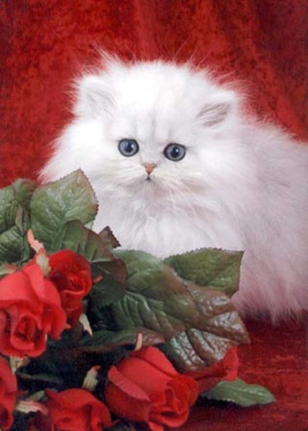 британская шиншилла длинношерстная