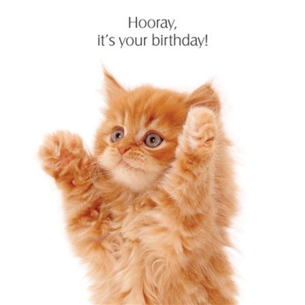 котята мейн кун полидакт