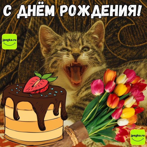 поздравительные котики