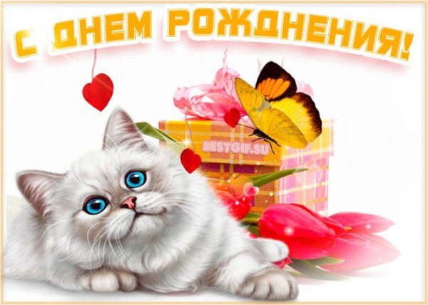 котики с днем рождения