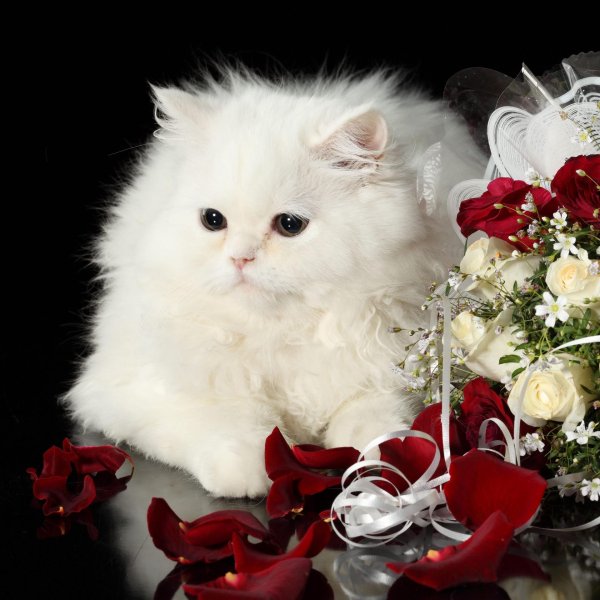 самые красивые кошечки