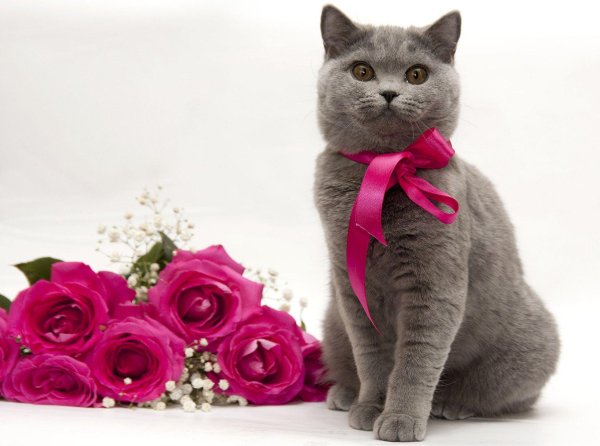 котики с цветами