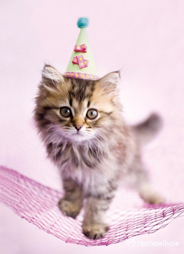 котенок красивый