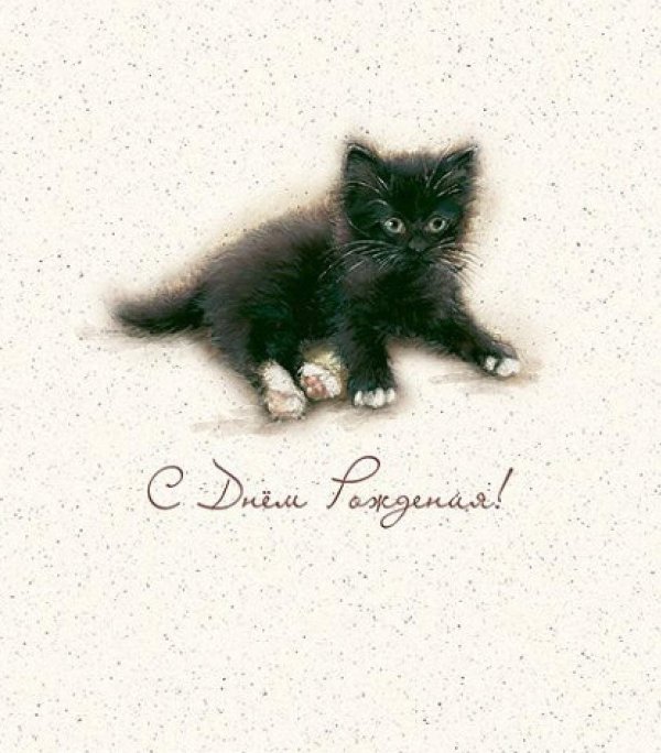 милые черные котята