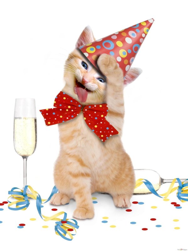 кот в колпаке день рождения