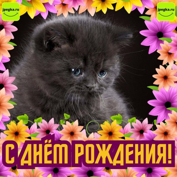 приветик кошечка