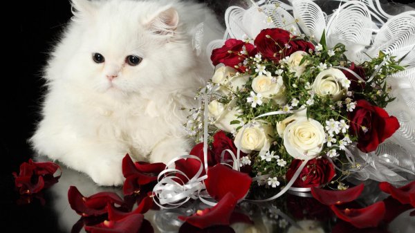 кот букет