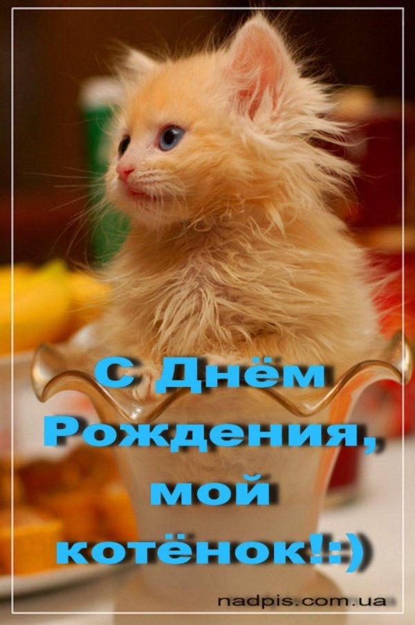 рыжий котенок пушистый