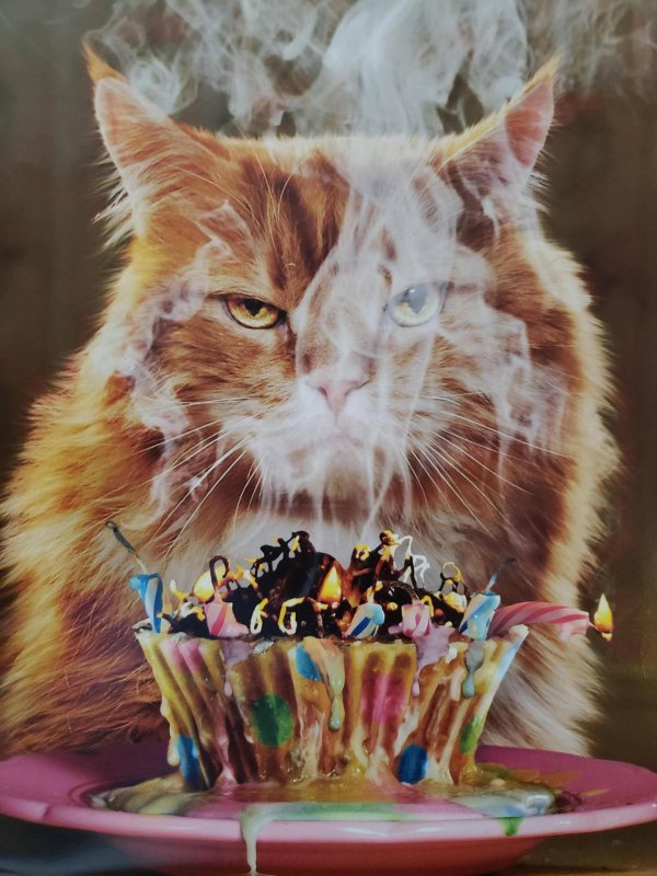 кошка с днем рождения