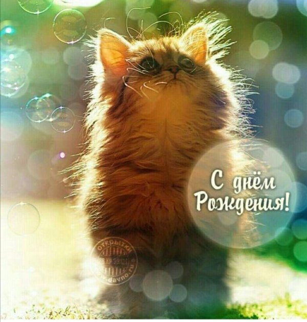 милые котенок