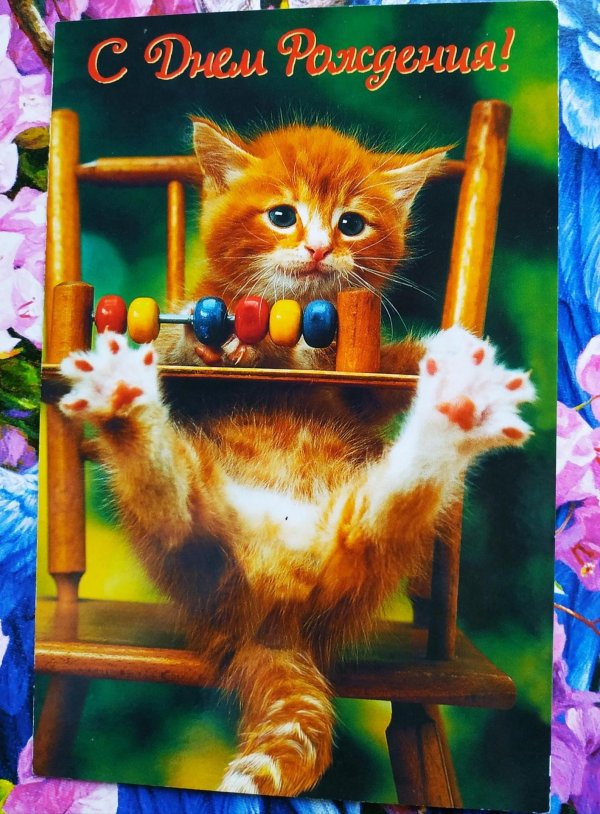 котики с днем рождения