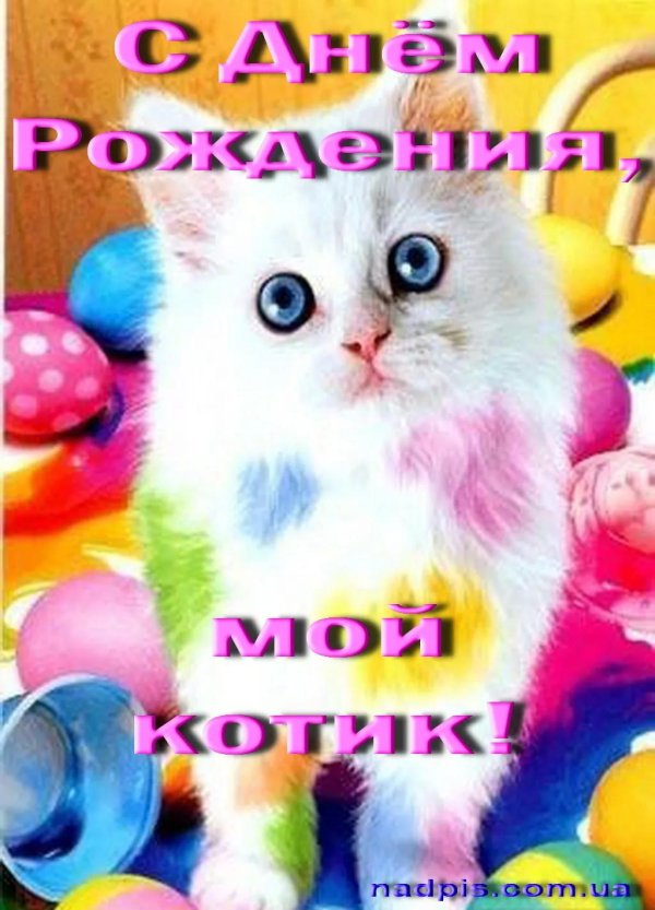 разноцветная кошка