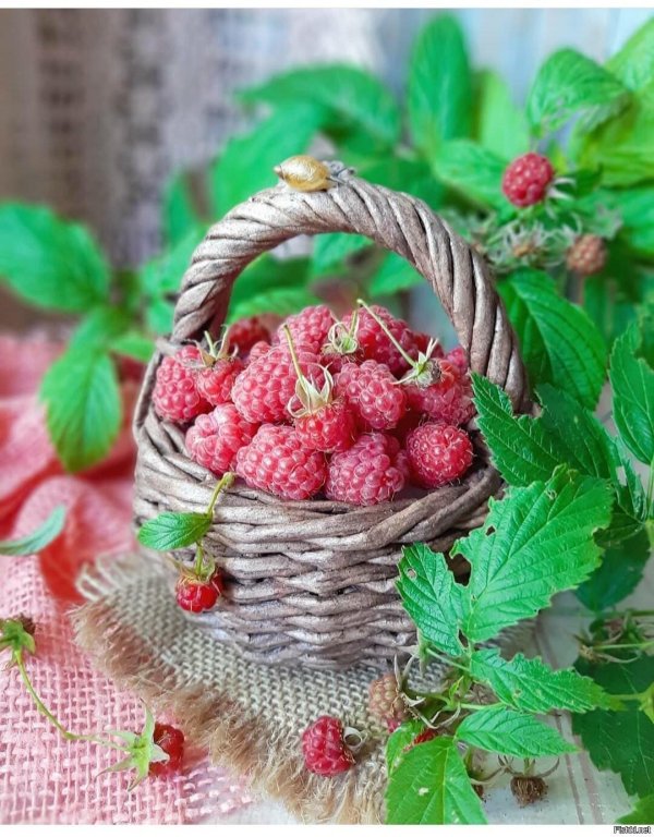 малина исполин гордость россии