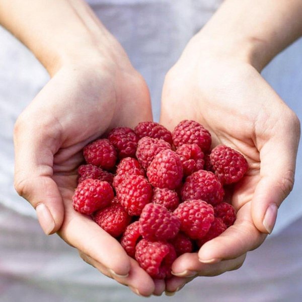 ягода малинка