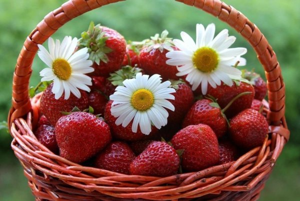 лето клубника