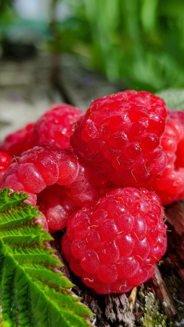 день малинки 25 июля