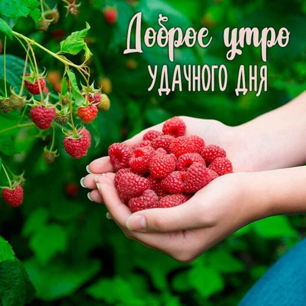 доброго утра лета