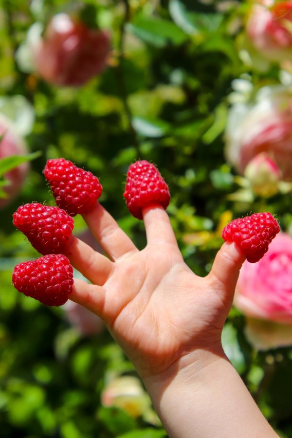 сбор малины