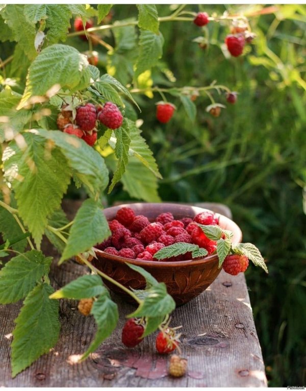 малиновая клубника