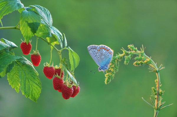 голубянка икар