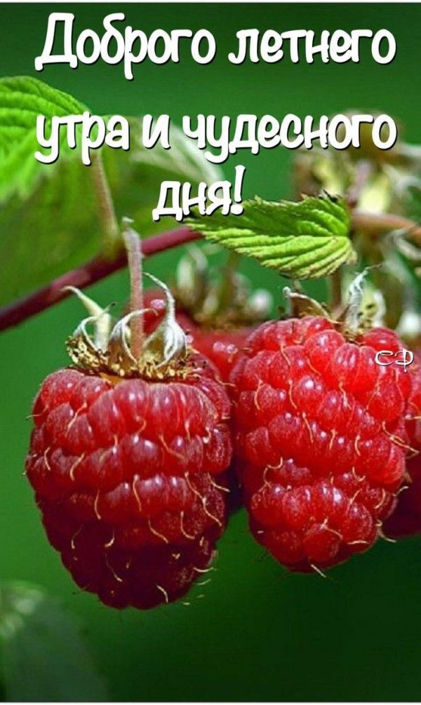 доброе утро ягодка