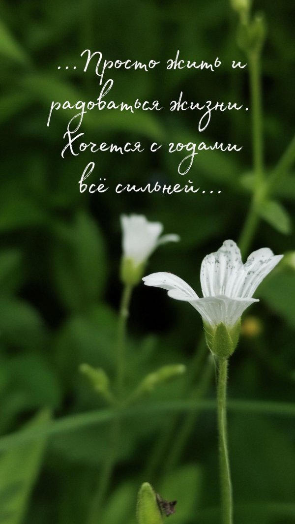 ясколка обыкновенная