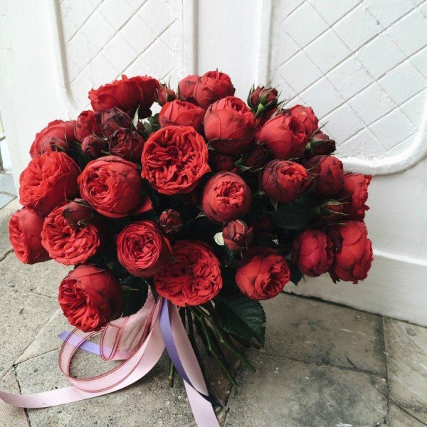 красные пионовидные розы