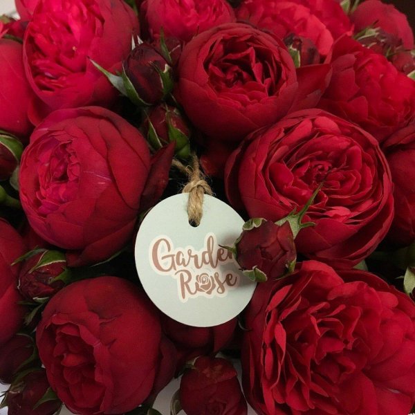 красные пионовидные розы