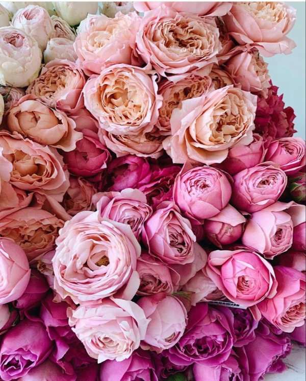 пионовидные розы