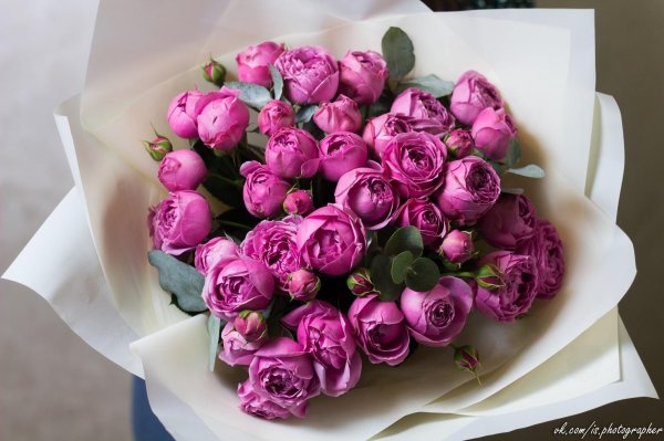 цветы мисти баблс