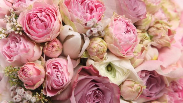 цветы красивая