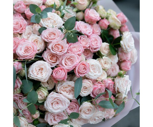 кустовая роза мадам бомбастик