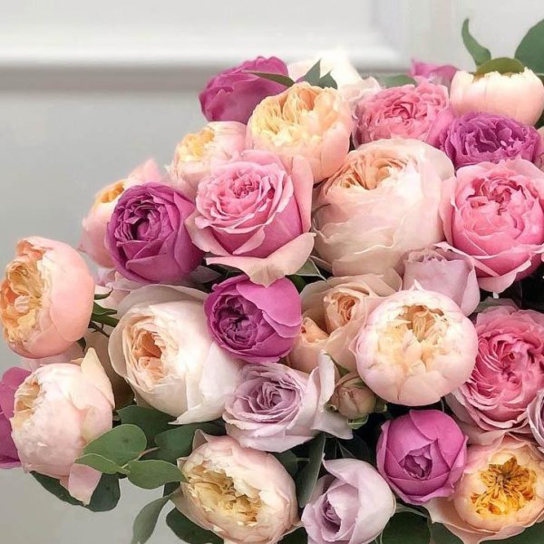 цветы пионовидные розы