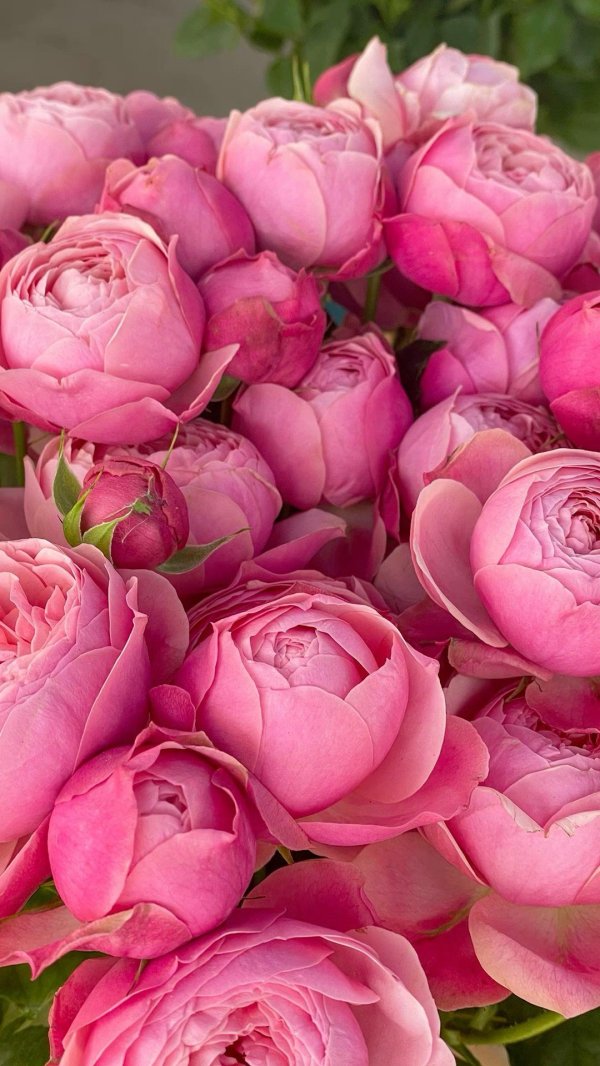 роза куст silva pink