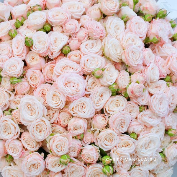 роза куст леди бомбастик