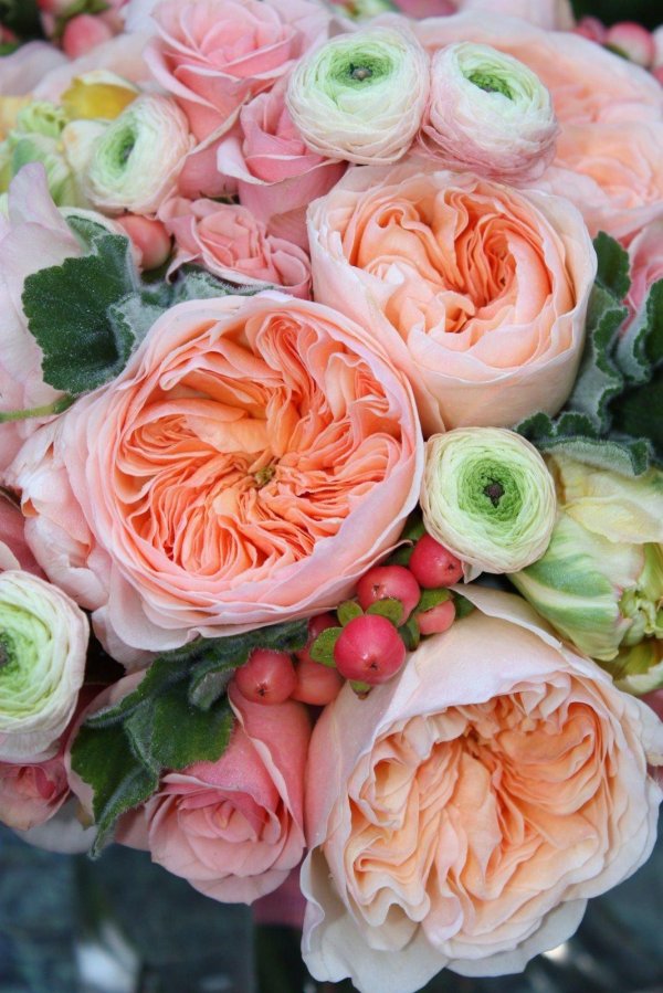 ранункулюс пикоти