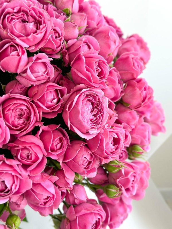 мисти баблс роза кустовая