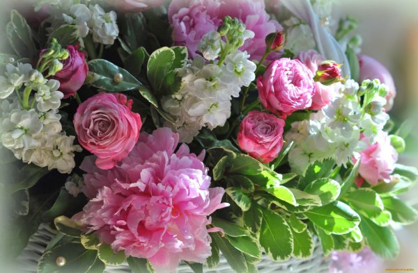 открытки с цветами пионами