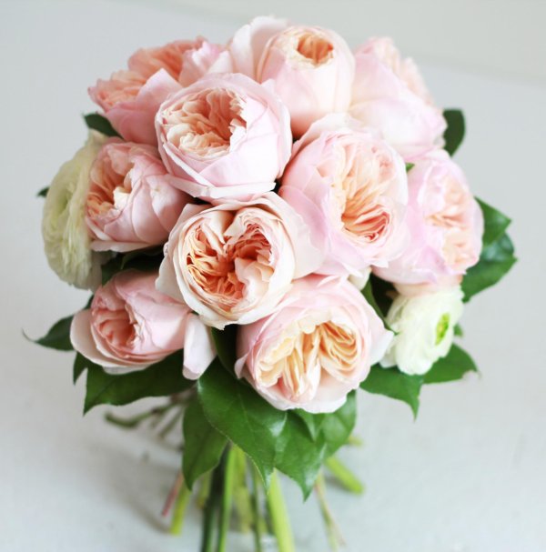 пионовидная роза