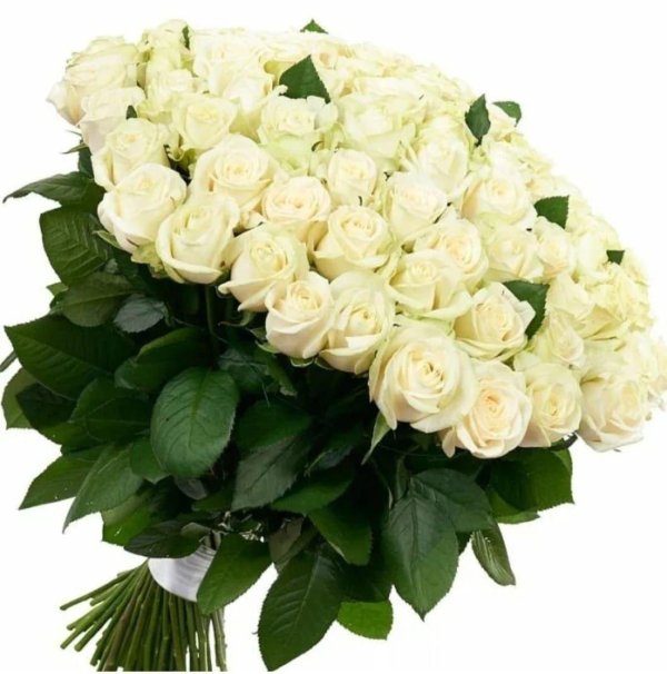 роза мондиаль белая