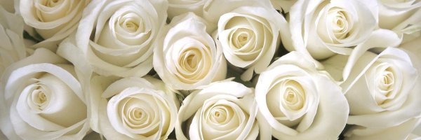 роза вайт наоми