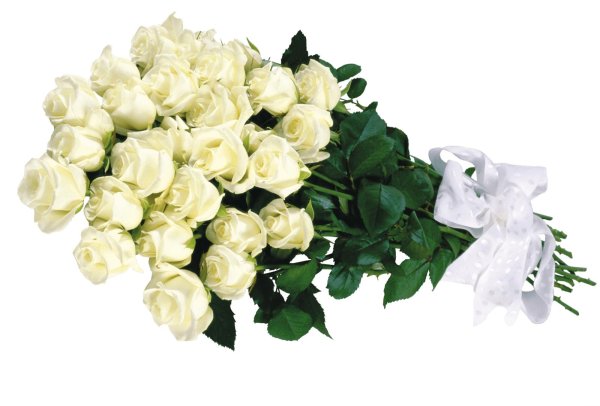 открытка с белыми розами