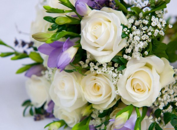 freesia фрезия роза