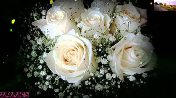 роза муссет