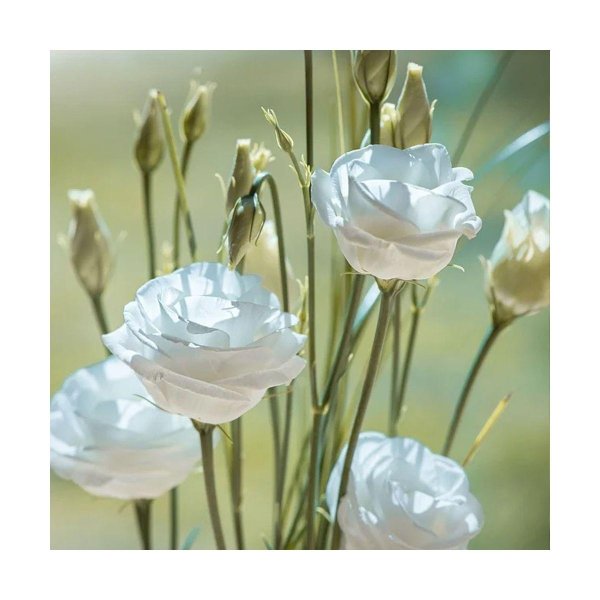 цветок эустома