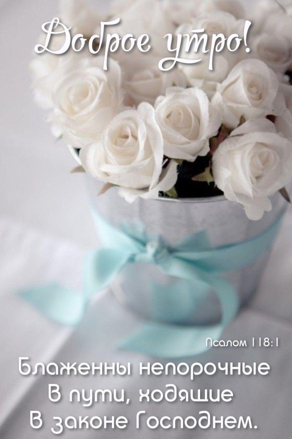 белые цветки