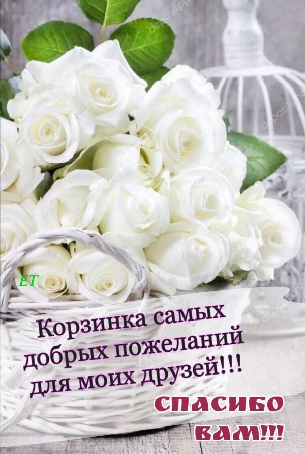 красивая белая роза