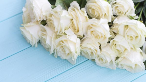 роза вайт грин