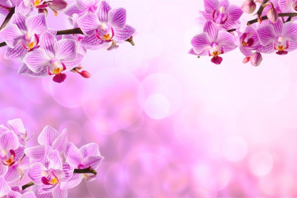 орхидея сиреневая